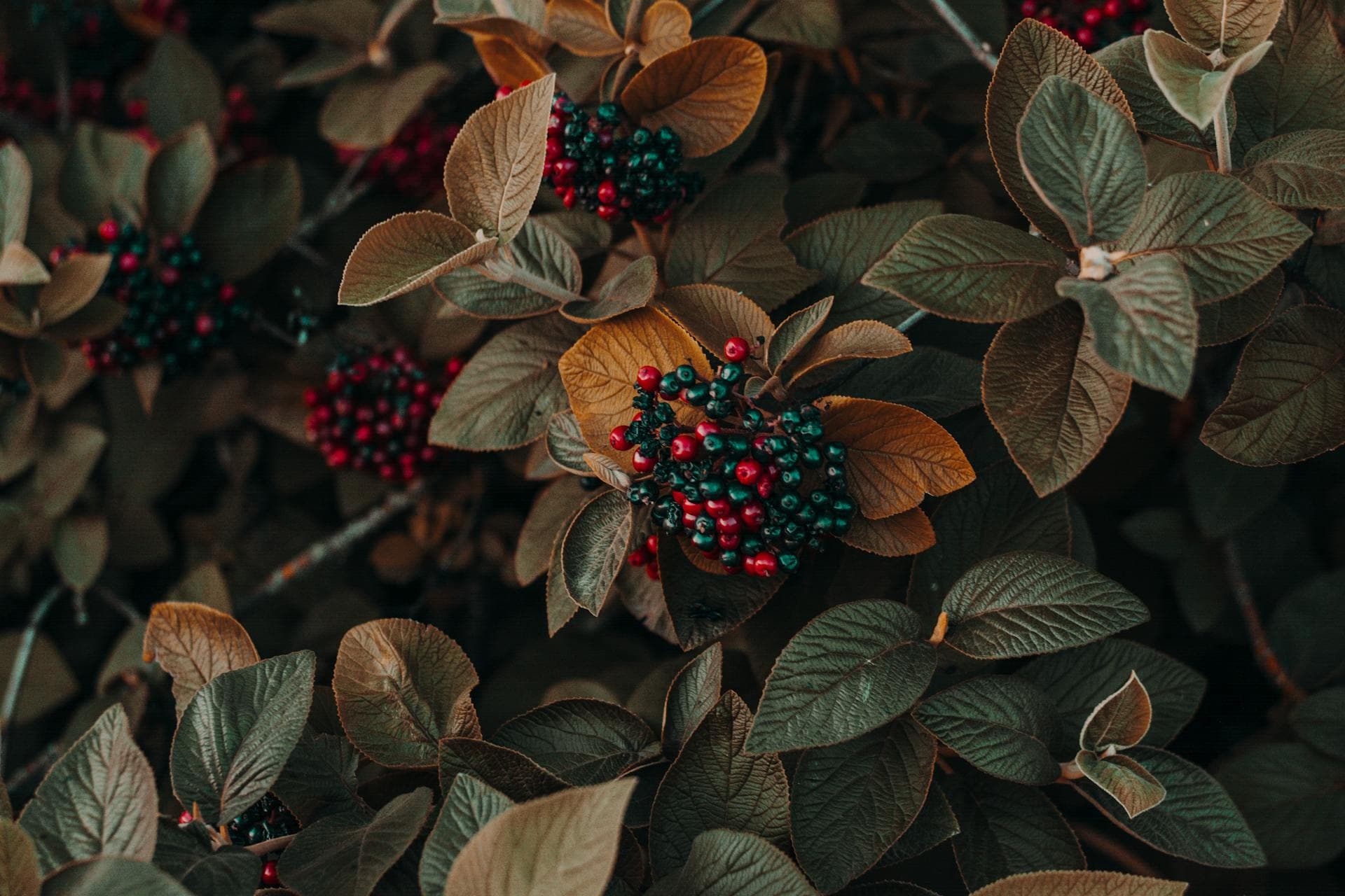Foraging Basics for Beginners: A 2025 Guide to Wild Edibles