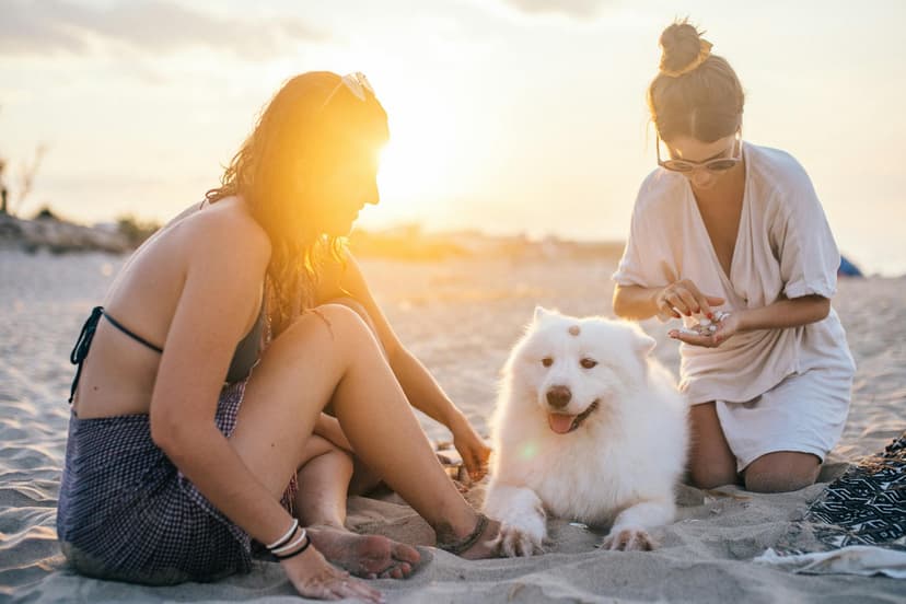 Your 2025 Guide to Traveling Safely and Comfortably with Pets